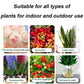 💎 ACHETEZ 1, OBTENEZ 1 GRATUIT ! 💎 Activateur de Croissance Végétale – Pour Toutes Plantes, Racines Saines & Fleurs Éclatantes 🌱🌿