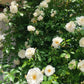 💐200 Tablets/Pack💐Heirloom Perennials Climbing Rose Seeds