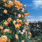 💐200 Tablets/Pack💐Heirloom Perennials Climbing Rose Seeds