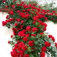 💐200 Tablets/Pack💐Heirloom Perennials Climbing Rose Seeds
