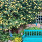 💐200 Tablets/Pack💐Heirloom Perennials Climbing Rose Seeds