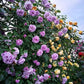 💐200 Tablets/Pack💐Heirloom Perennials Climbing Rose Seeds