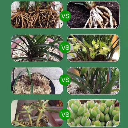 💎 ACHETEZ 1, OBTENEZ 1 GRATUIT ! 💎 Activateur de Croissance Végétale – Pour Toutes Plantes, Racines Saines & Fleurs Éclatantes 🌱🌿