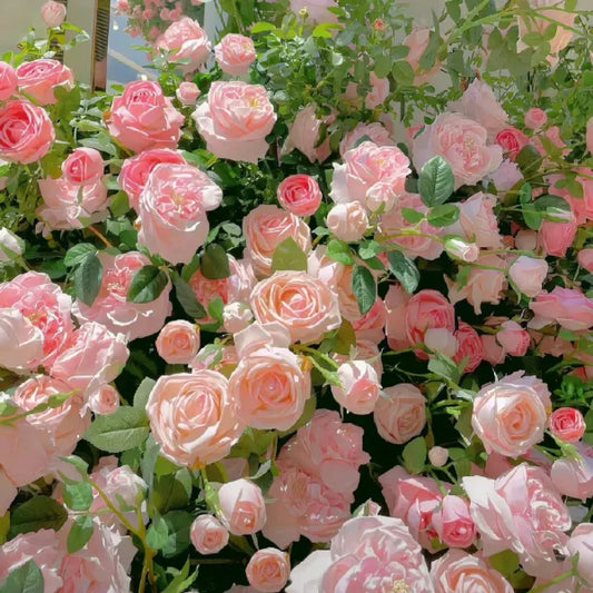 💐200 Tablets/Pack💐Heirloom Perennials Climbing Rose Seeds
