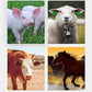 Seringue d'alimentation manuelle réutilisable pour le bétail🐏