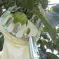 📢📢55 % DE RÉDUCTION !! ⏰Tête de cueille-fruits avec panier – Conception durable, fixation facile et parfaite pour atteindre les branches hautes sans échelle 🌳