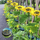 🌻 57% DE RÉDUCTION ! ☀️ Lampes Solaires Tournesol Étanches – Pétales Réalistes, IP65 & Allumage Automatique – 8–12 h d’Éclairage – Parfaites pour le Jardin ou la Terrasse 🌿✨🏡