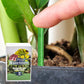 📢📢3 achetés 5 offerts⏰Bâtonnets d'engrais pour plantes à libération lente